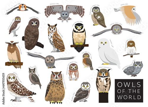 Birds Owls of the World Set Cartoon Vector Character