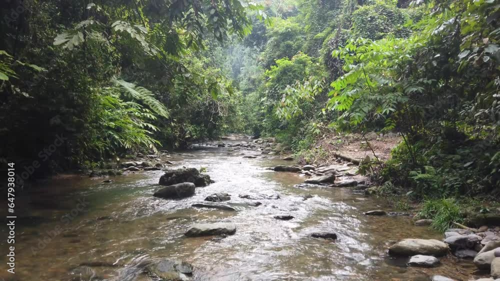 Tilting shot of a small river inside a rainforest,
Shot on Sumatra, Indonesia Tilting shot of a small river inside a rainforest,
Shot on Sumatra, Indonesia