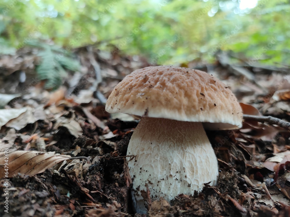 Boletus edulis or porcini mushroom (penny bun) in a beech forest, growing through autumn leaves, Italy.