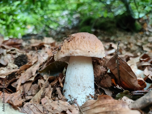 Boletus edulis (penny bun, porcino or porcini mushroom), photographed in the undergrowth, surrounded by autumn leaves against beech trees in the background. Italy