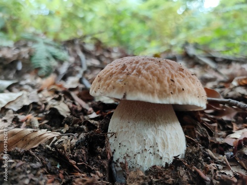Obraz na płótnie Boletus edulis or porcini mushroom (penny bun) in a beech forest, growing through autumn leaves, Italy. w salonie