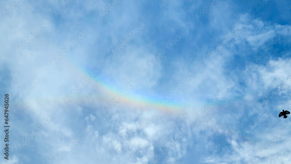 Fototapeta premium Beautiful sky painted with rainbow, a bird is flying by. 
