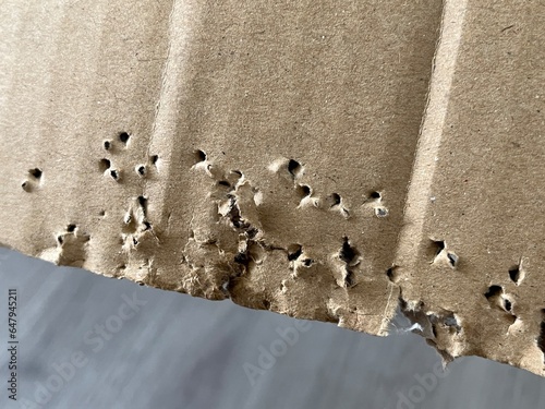 Cats chew cardboard boxes to mark their territory.