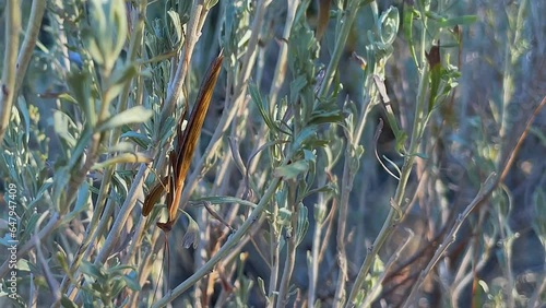 Closeup Macro insect: Praying Mantis perched on sage brush shrub photo