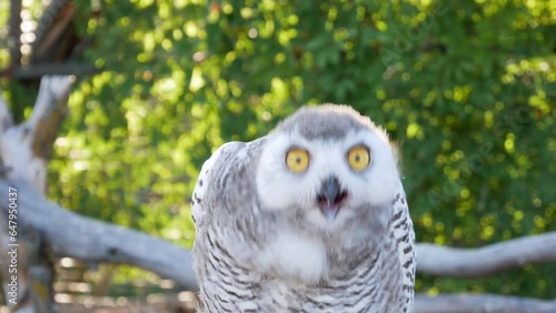 Wildlife encounter: Owl's comical reactions captured on camera, highlighting its surprising and amusing expressions