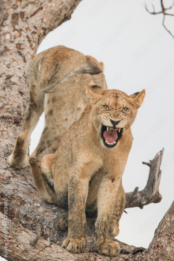 Naklejka premium Two young lions climbing a dead tree for entertainment