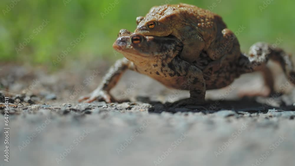 A pair of toads - female and male during the spring migration and mating season. A close-up parallax shot, Bokeh background A pair of toads - female and male during the spring migration and mating season. A close-up parallax shot, Bokeh background