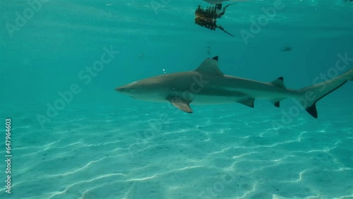 Reef Shark swimming in clear blue water photo