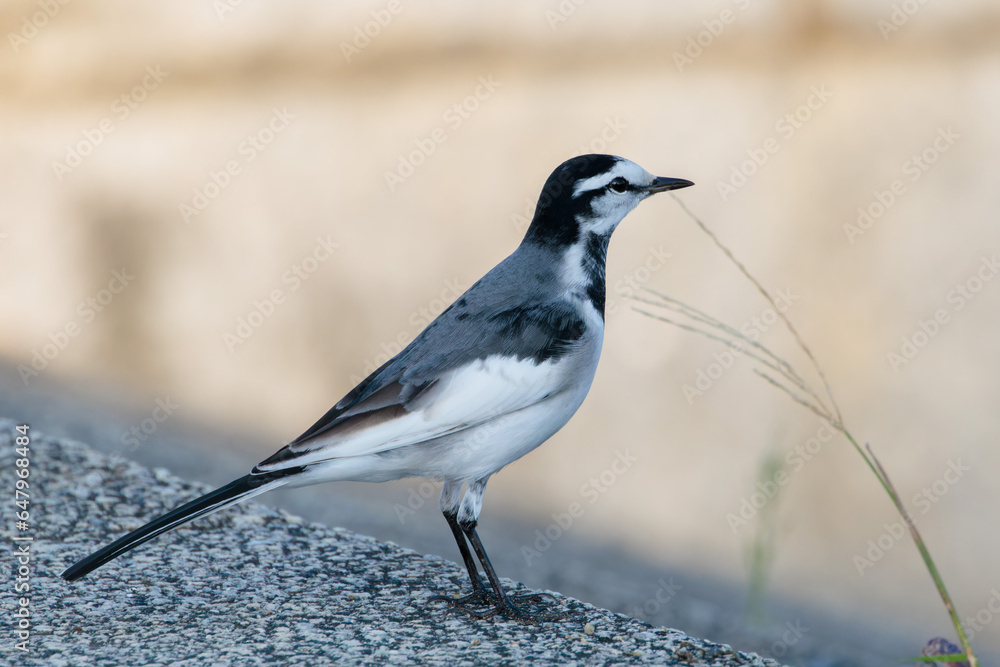 Black-backed wagtail(Motacilla alba lugens) Black-backed wagtail(Motacilla alba lugens)