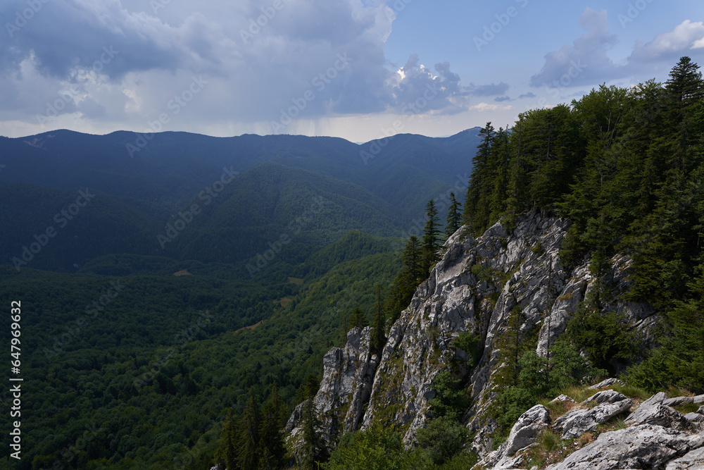 Pine forests on a cliff in the mountains