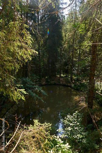 Small pond in the forest