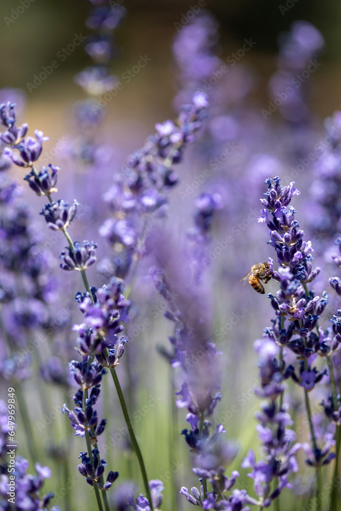 Obraz premium Bees pollinate a lavender field