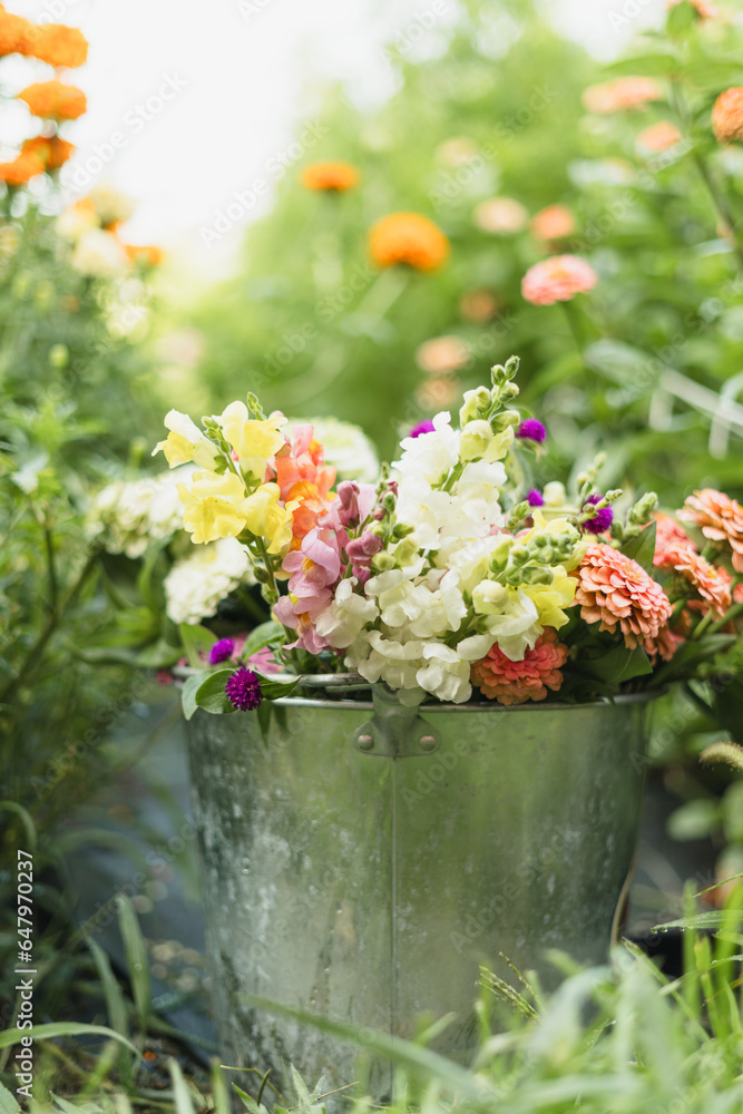 Assorted fresh cut flowers in a tin bucket sitting in a garden Assorted fresh cut flowers in a tin bucket sitting in a garden
