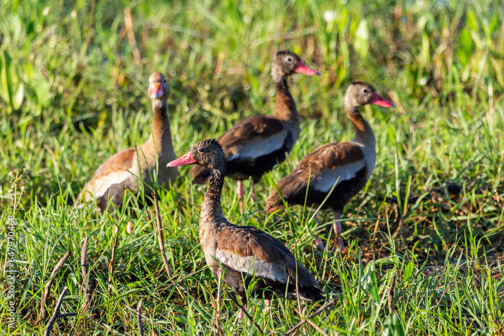 Beautiful view to Black-bellied Whistling Ducks on green ground Beautiful view to Black-bellied Whistling Ducks on green ground