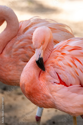 Pink flamingo bird in Parque das Aves (Birds Park), Paraná