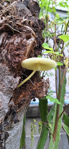 Poisonous mushrooms grow on trees