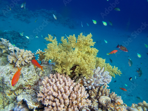 Fototapeta Naklejka Na Ścianę i Meble -  A school of bright red fish in the coral reef of the Red Sea