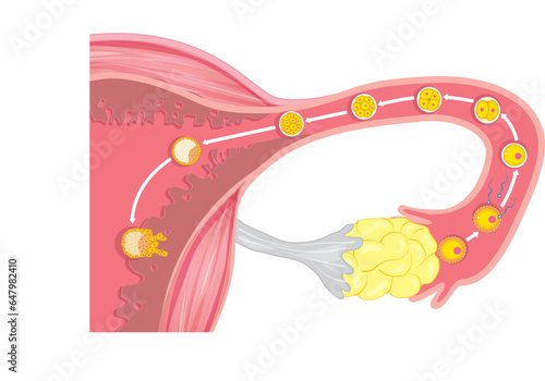 From ovulation to implantation.Fertilization, zygote, cleavage, morula, blastocyst.