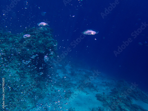 Large air balloons rise from the seabed in the coral reef of the Red Sea © glebantiy