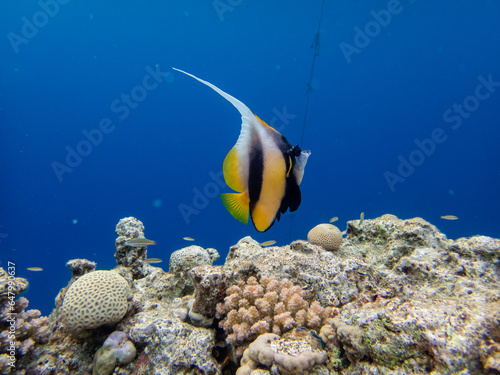 Diverse inhabitants in the coral reef of the Red Sea photo