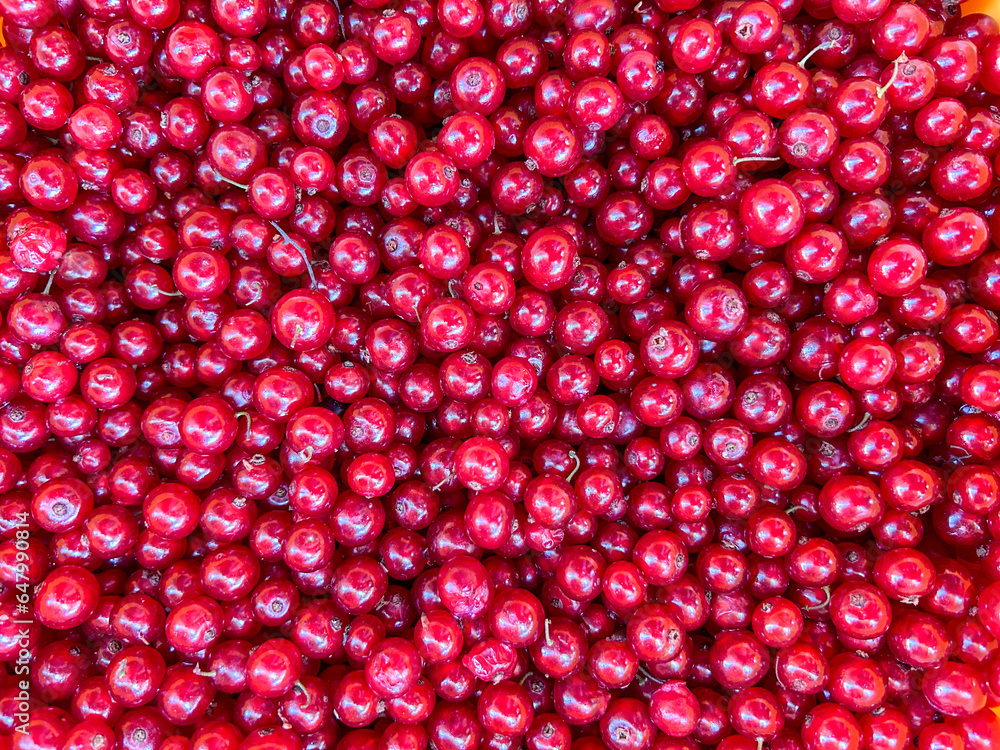 Redcurrant Redcurrant