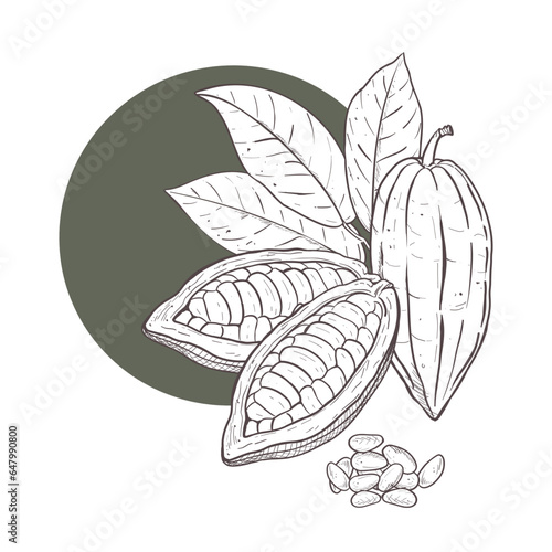 Vector illustration set of cocoa leaves and opened and closed raw unpeeled bean pods, detached seeds. Black scillfull outline of branch, graphic drawing with black curcle as background. For postcards