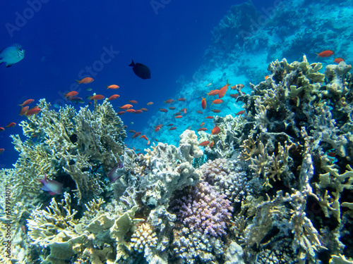 Fototapeta Naklejka Na Ścianę i Meble -  Diverse inhabitants in the coral reef of the Red Sea