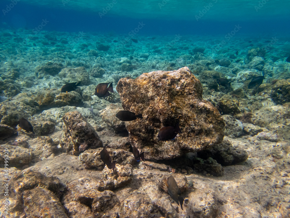 Obraz premium Diverse inhabitants in the coral reef of the Red Sea