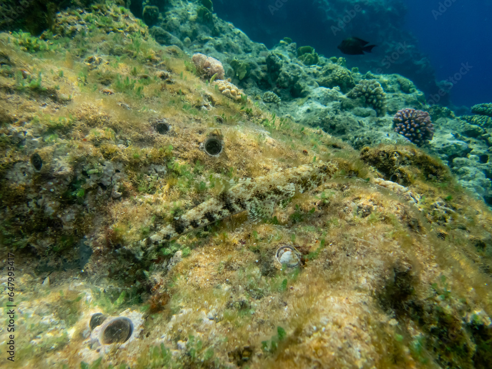 Diverse inhabitants in the coral reef of the Red Sea