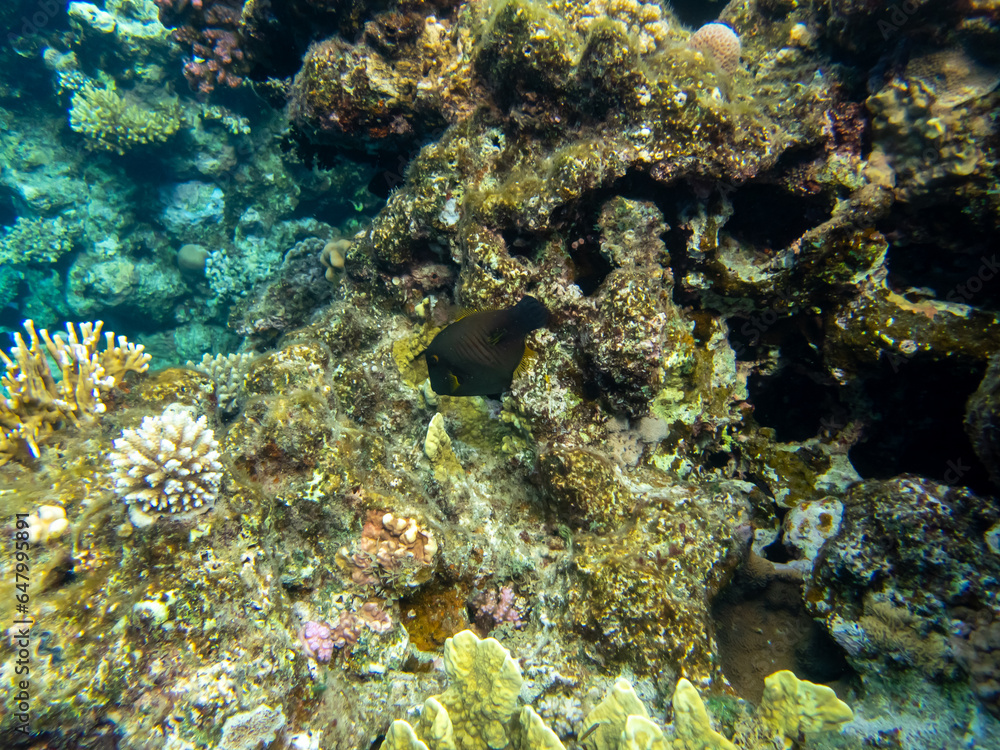 Diverse inhabitants in the coral reef of the Red Sea Diverse inhabitants in the coral reef of the Red Sea