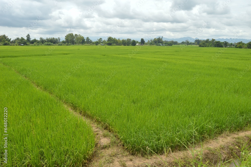 rice field and blue sky rice field and blue sky