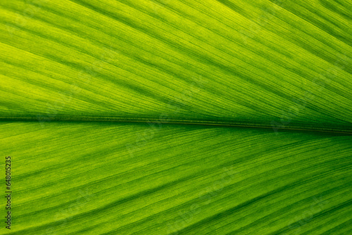 Green leaf texture. Leaf texture background, Banana palm leaf texture for design, Nature background and wallpaper