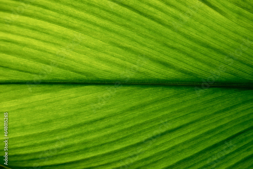 Green leaf texture. Leaf texture background, Banana palm leaf texture for design, Nature background and wallpaper