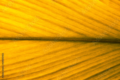 Yellow leaf texture. Leaf texture background, Banana palm leaf texture for design, Nature background and wallpaper.