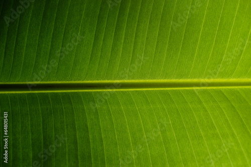 Banana leaf texture. Abstract green leaf, Large palm foliage nature dark green background.