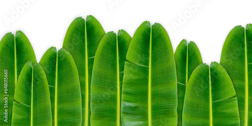 Green banana leaf background with copy specs for text. The leaves of the banana tree Textured abstract background, The leaves of the banana tree pattern.