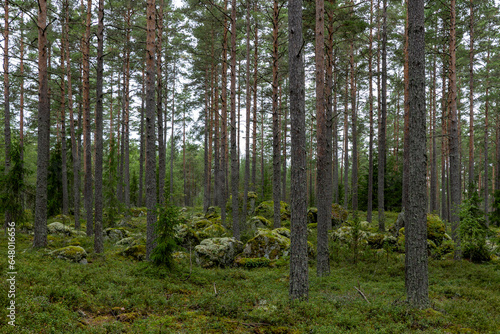 Fototapeta Naklejka Na Ścianę i Meble -  Mossy large boulders in a forest, erratic origin from glaciers time