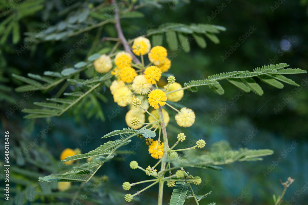 Yellow globulus flower heads of Gum Arabic (Acacia nilotica) : (pix Sanjiv Shukla)