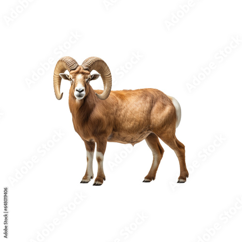 Goat isolated on PNG transparent background