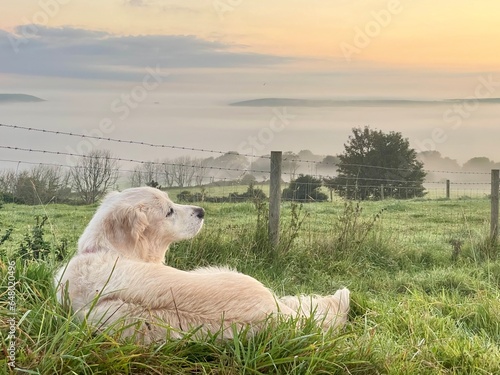 Faithful golden retriever companion dog enjoying the countryside view at sunrise with mist in the valley
