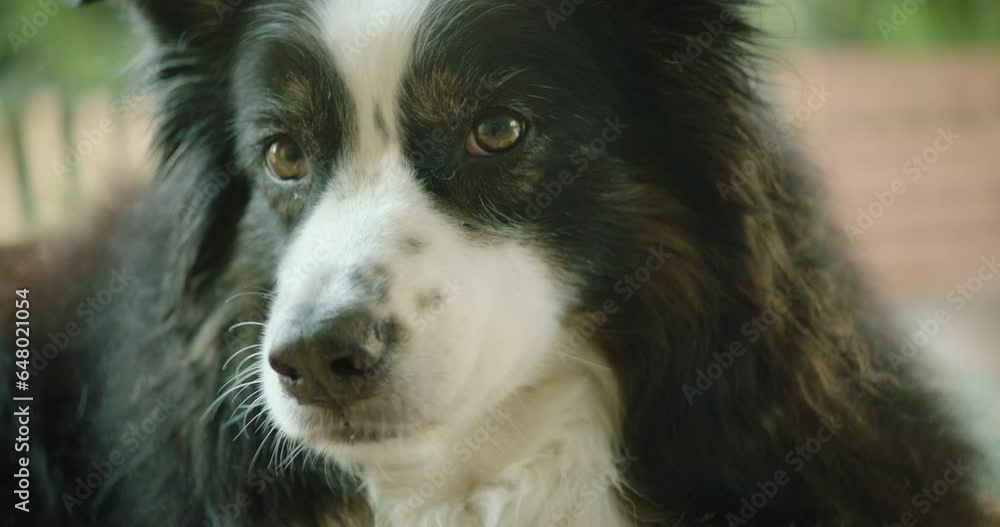 Close up shot of an Australian shepherd catching a treat in the ear and eating it. Close up shot with shallow depth of field. Close up shot of an Australian shepherd catching a treat in the ear and eating it. Close up shot with shallow depth of field.