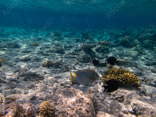 Fototapeta Naklejka Na Ścianę i Meble -  Beautiful fish in the coral reef of the Red Sea, Egypt, Hurghada