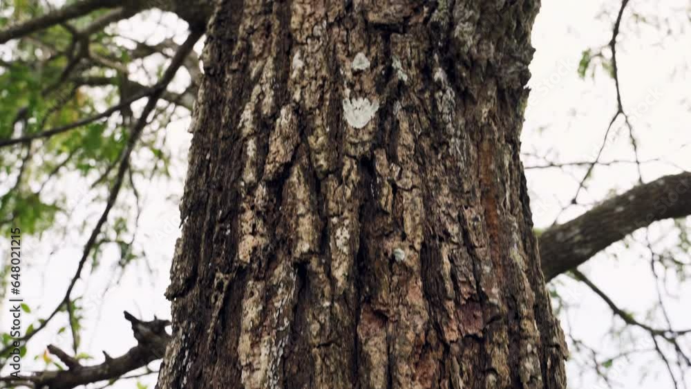 Immersive close-up view of a majestic wood tree, capturing its grandeur from the base to the towering top in the enchanting forest Immersive close-up view of a majestic wood tree, capturing its grandeur from the base to the towering top in the enchanting forest