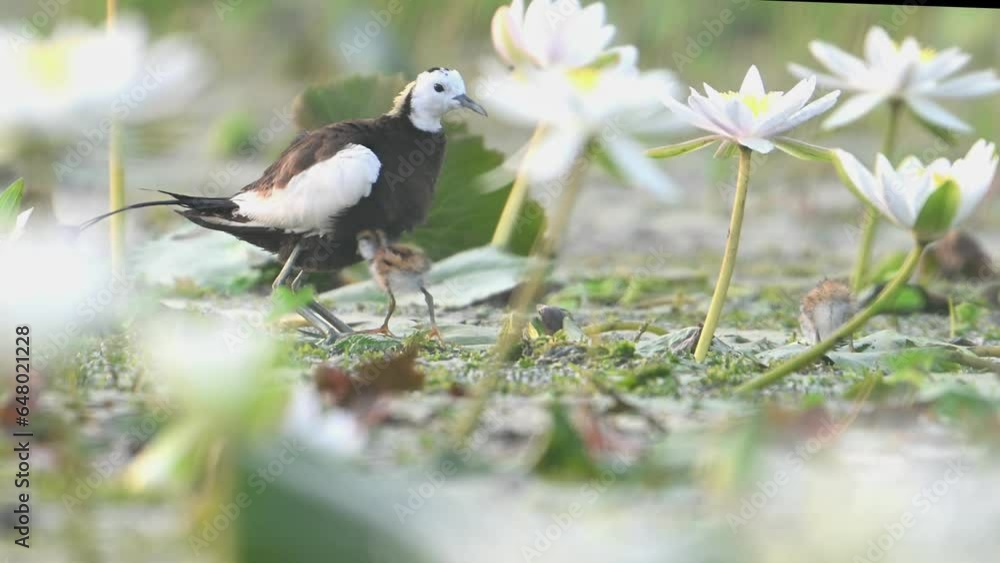 Pheasant tailed Jacana Keeping Chicks under her Body Pheasant tailed Jacana Keeping Chicks under her Body