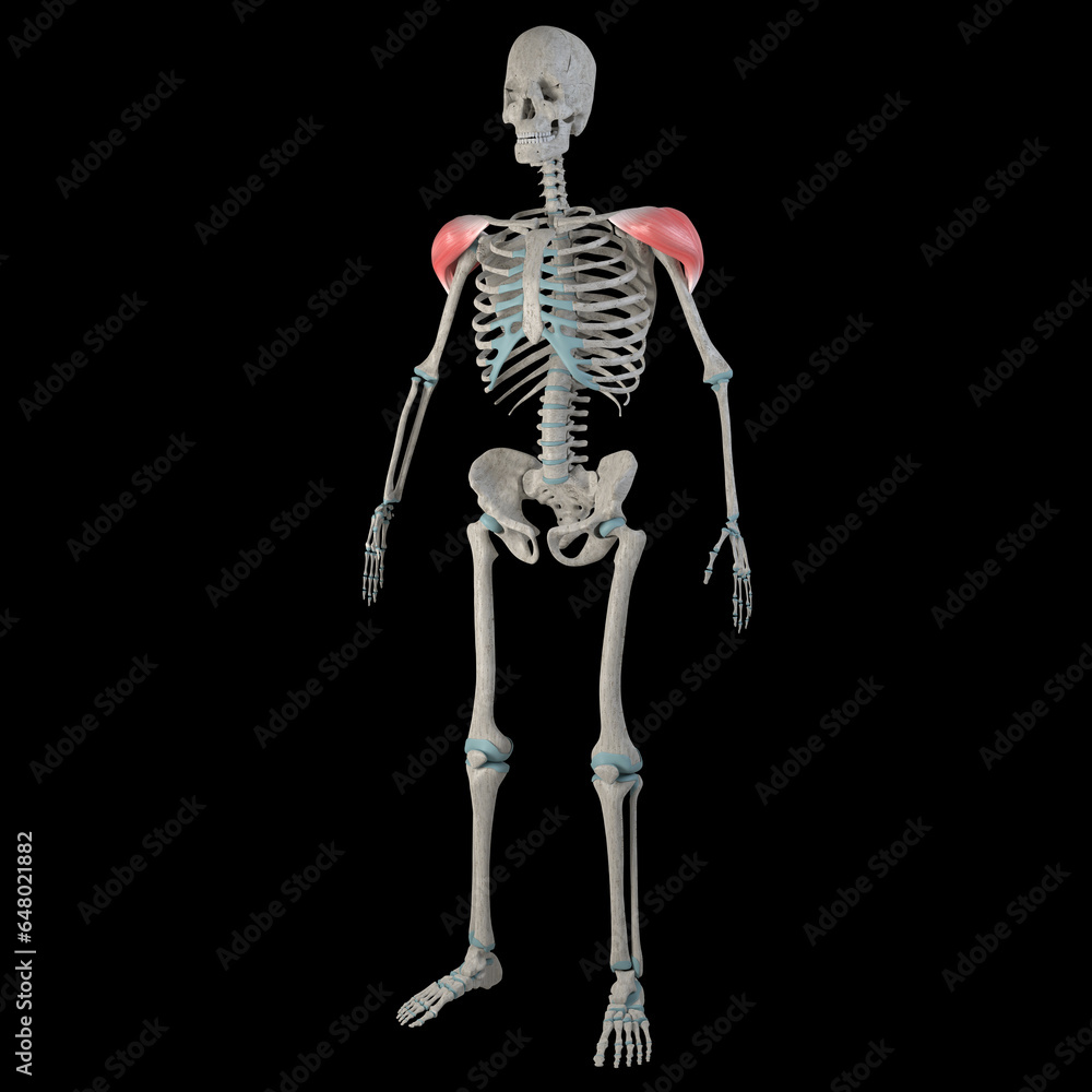 3d Illustration of Deltoid Muscles on Male Human Body 3d Illustration of Deltoid Muscles on Male Human Body