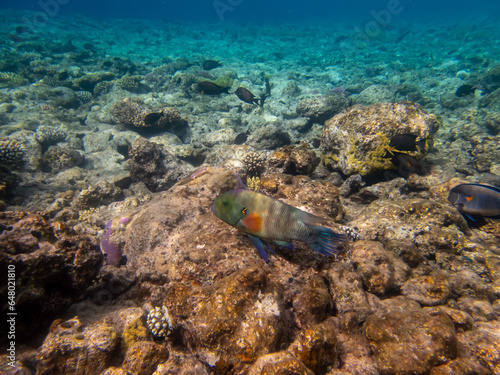 Fototapeta Naklejka Na Ścianę i Meble -  Colorful inhabitants in the coral reef of the Red Sea