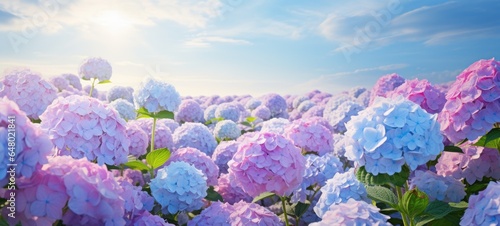 Fototapeta Naklejka Na Ścianę i Meble -  dreamy beautiful hydrangea flowers closeup, ai