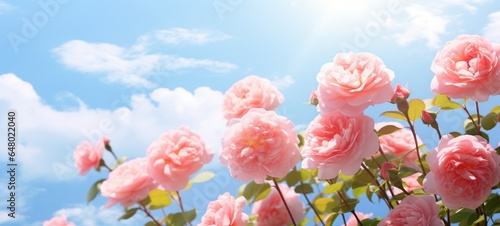beautiful dreamy pink garden rose, ai