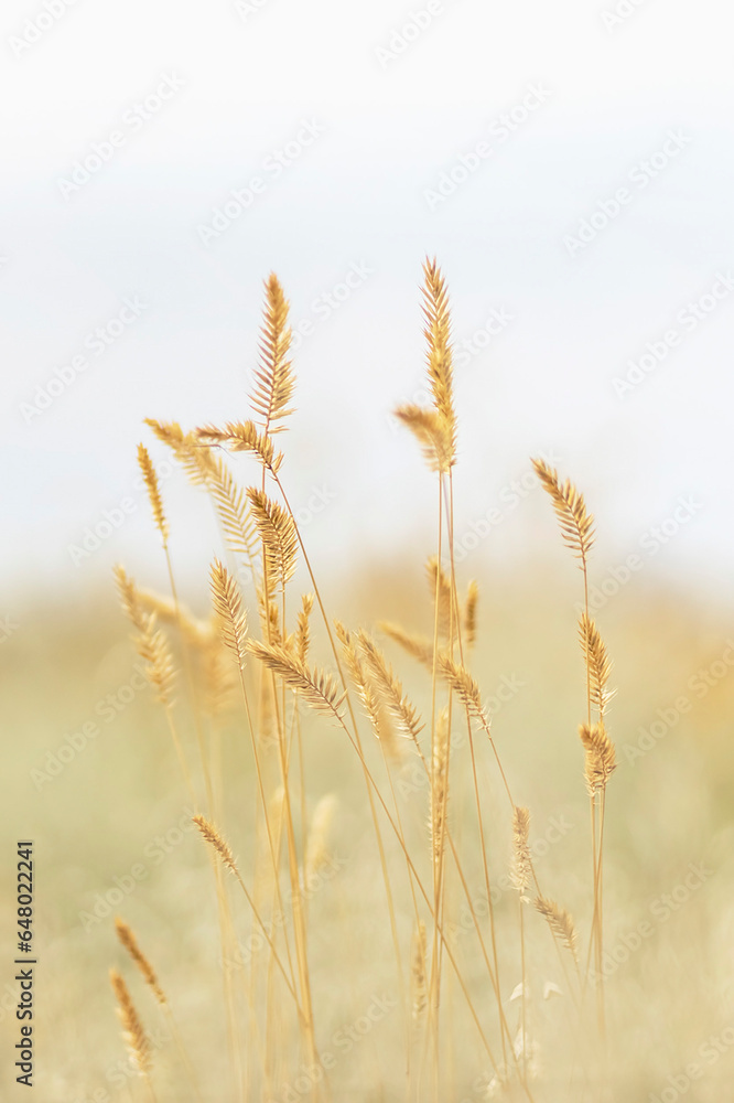 Obraz premium A field of wheat ready for harvest, backlit by the sun