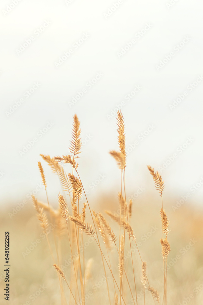 Fototapeta premium A field of wheat ready for harvest, backlit by the sun